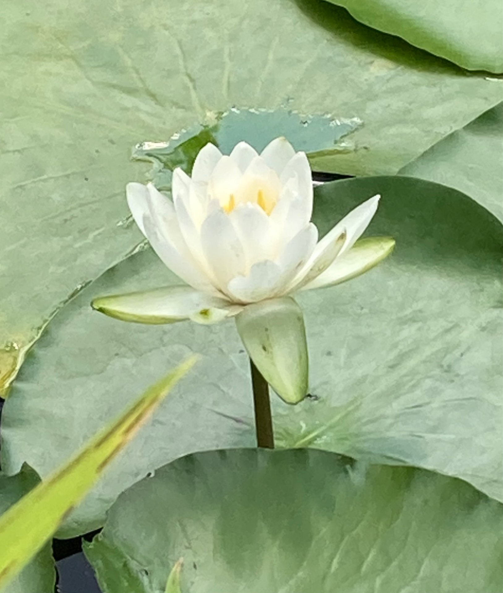 鈴蘭さんのプロフィール画像