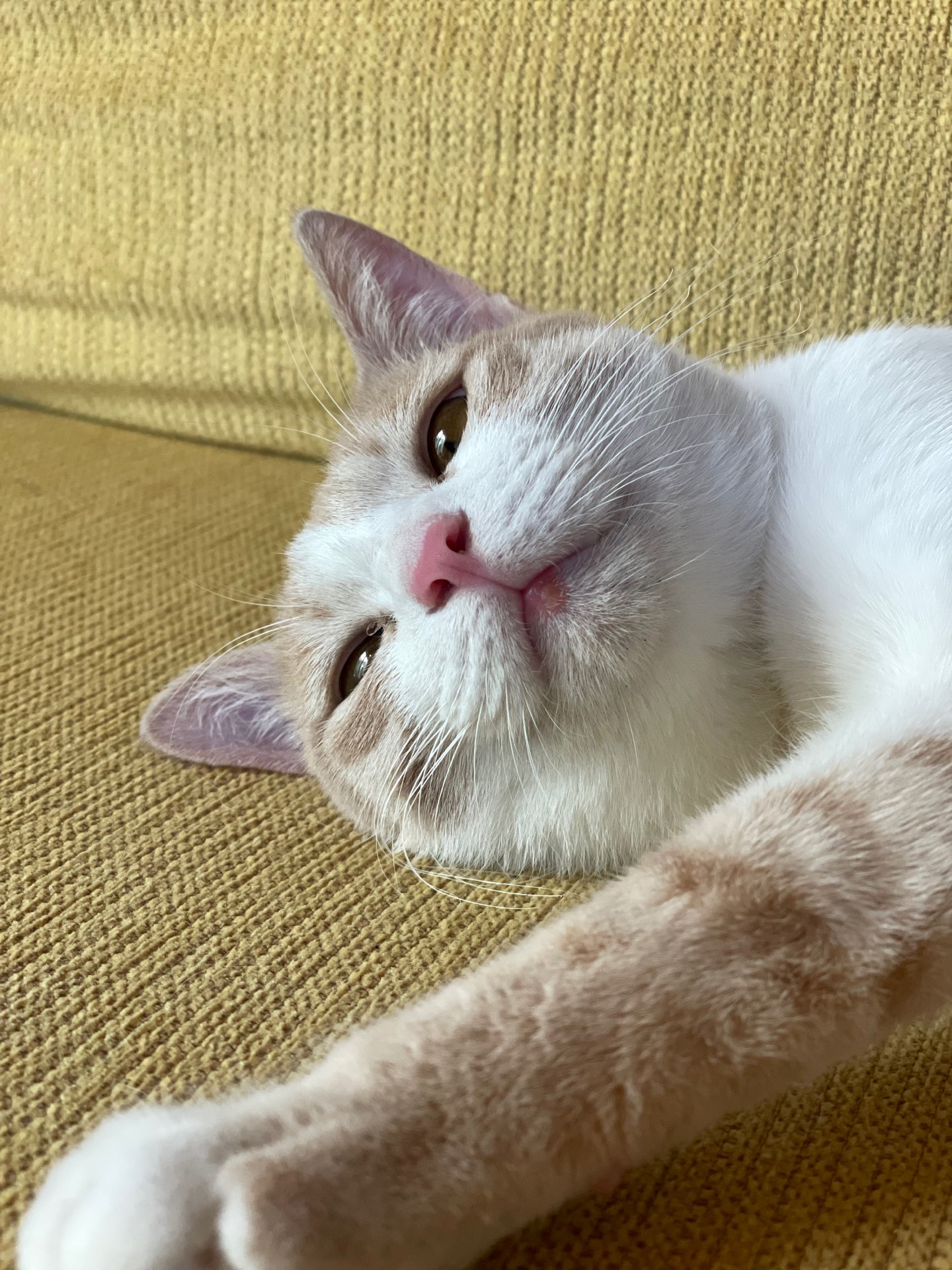 にゃんたろうさんのプロフィール画像