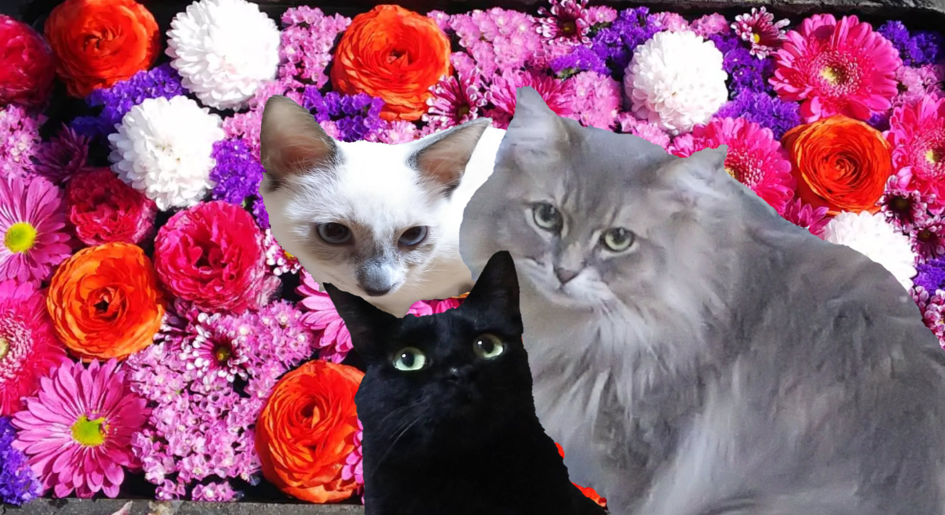 malice さんのプロフィール画像