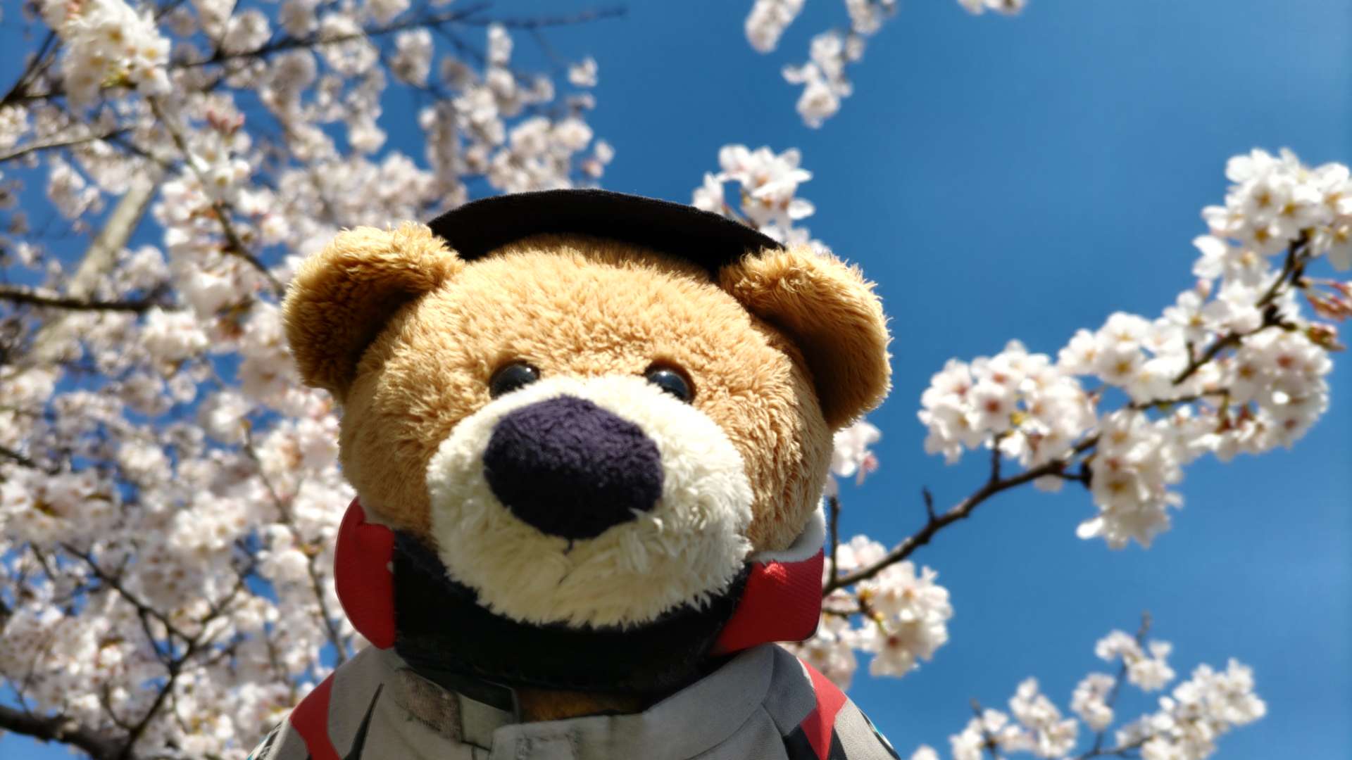 アマデウスさんのプロフィール画像