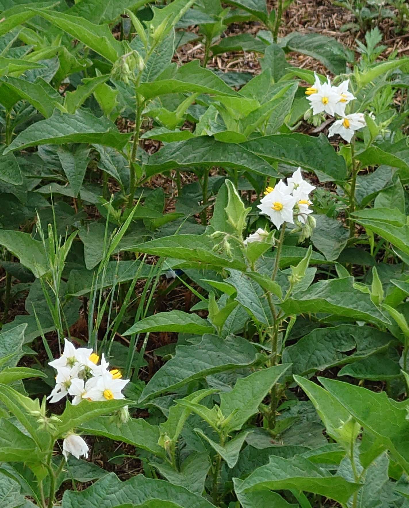 紫苑さんのプロフィール画像