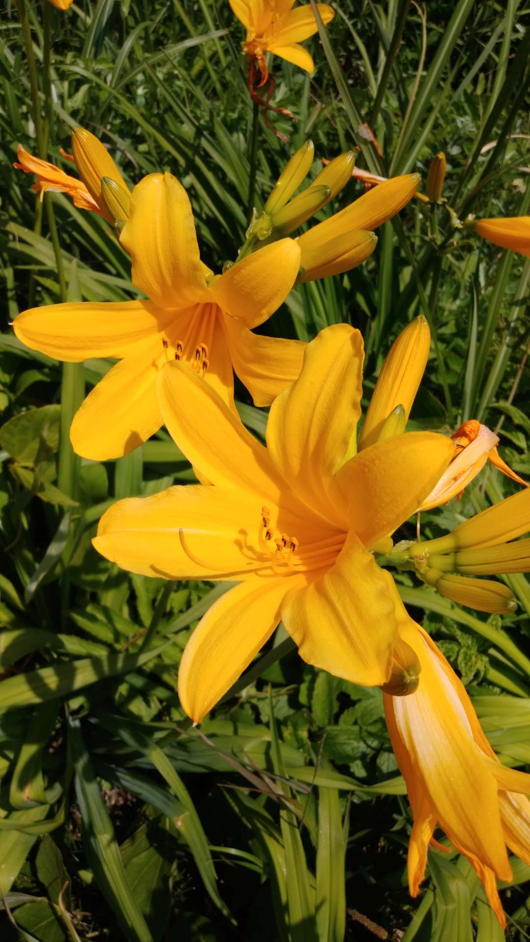 花桃さんのプロフィール画像