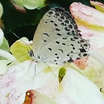 ankoさんのプロフィール画像