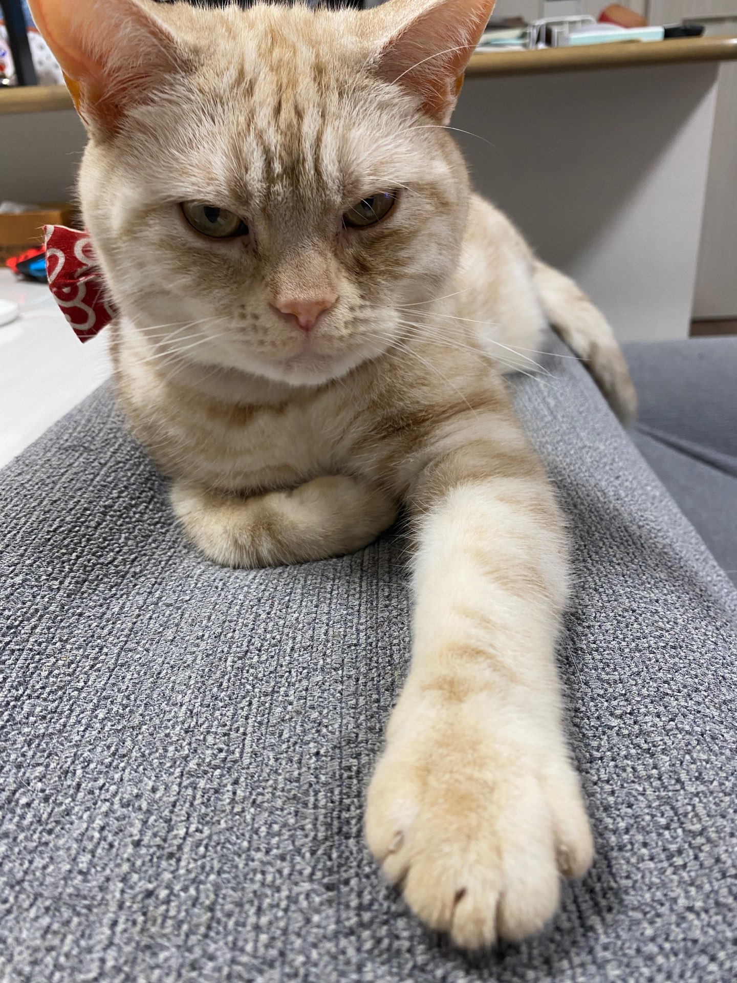 ちささんのプロフィール画像