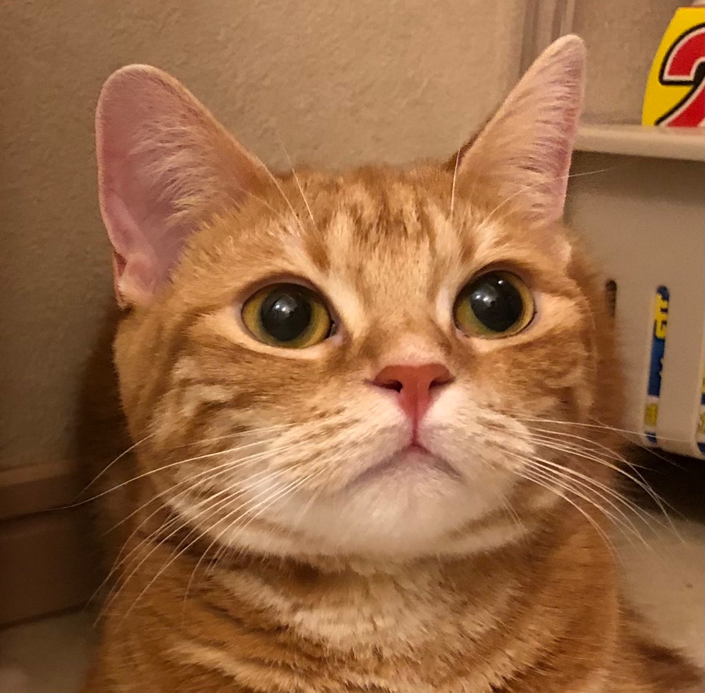 音琴さんのプロフィール画像