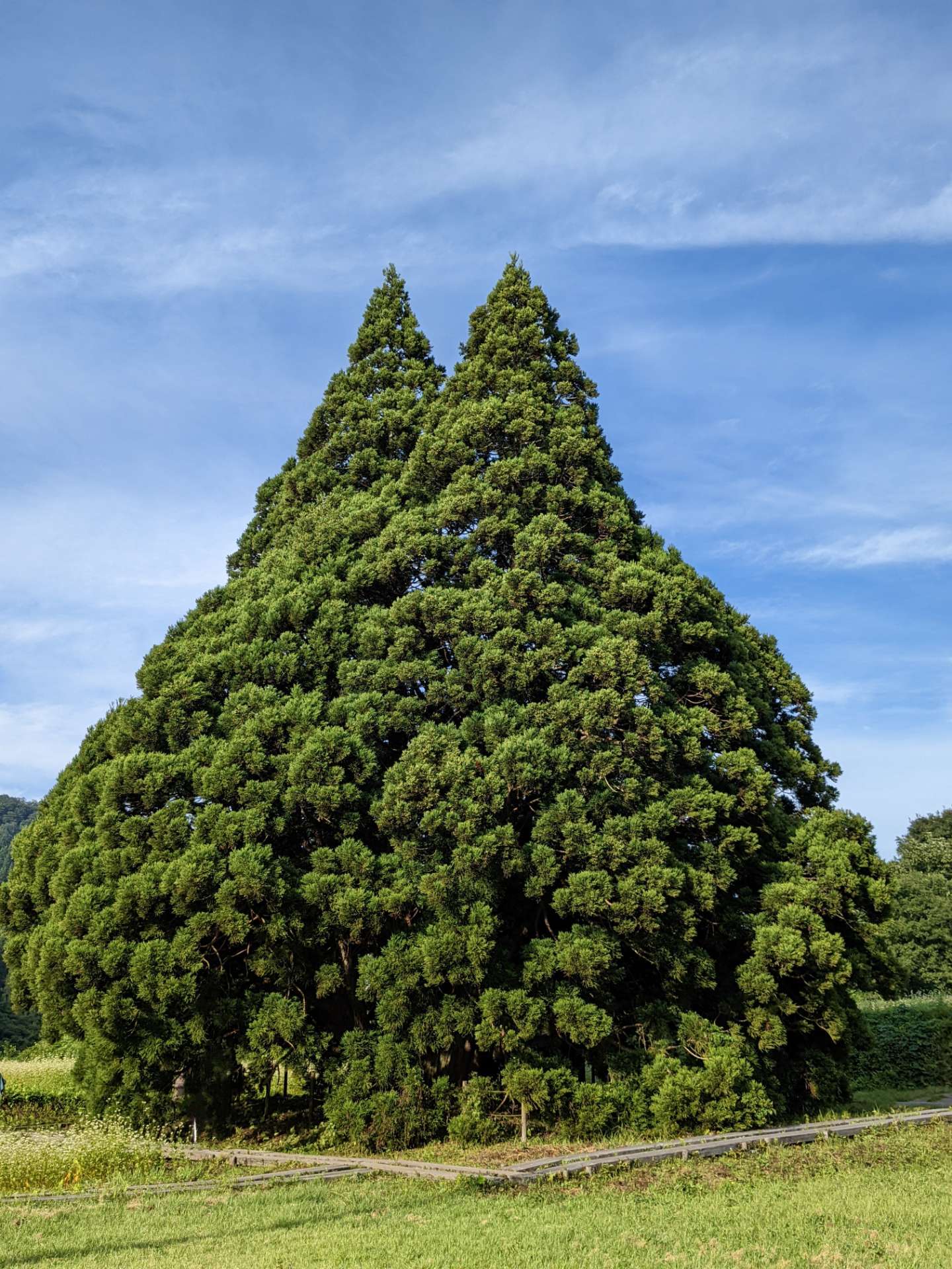 モカさんのプロフィール画像