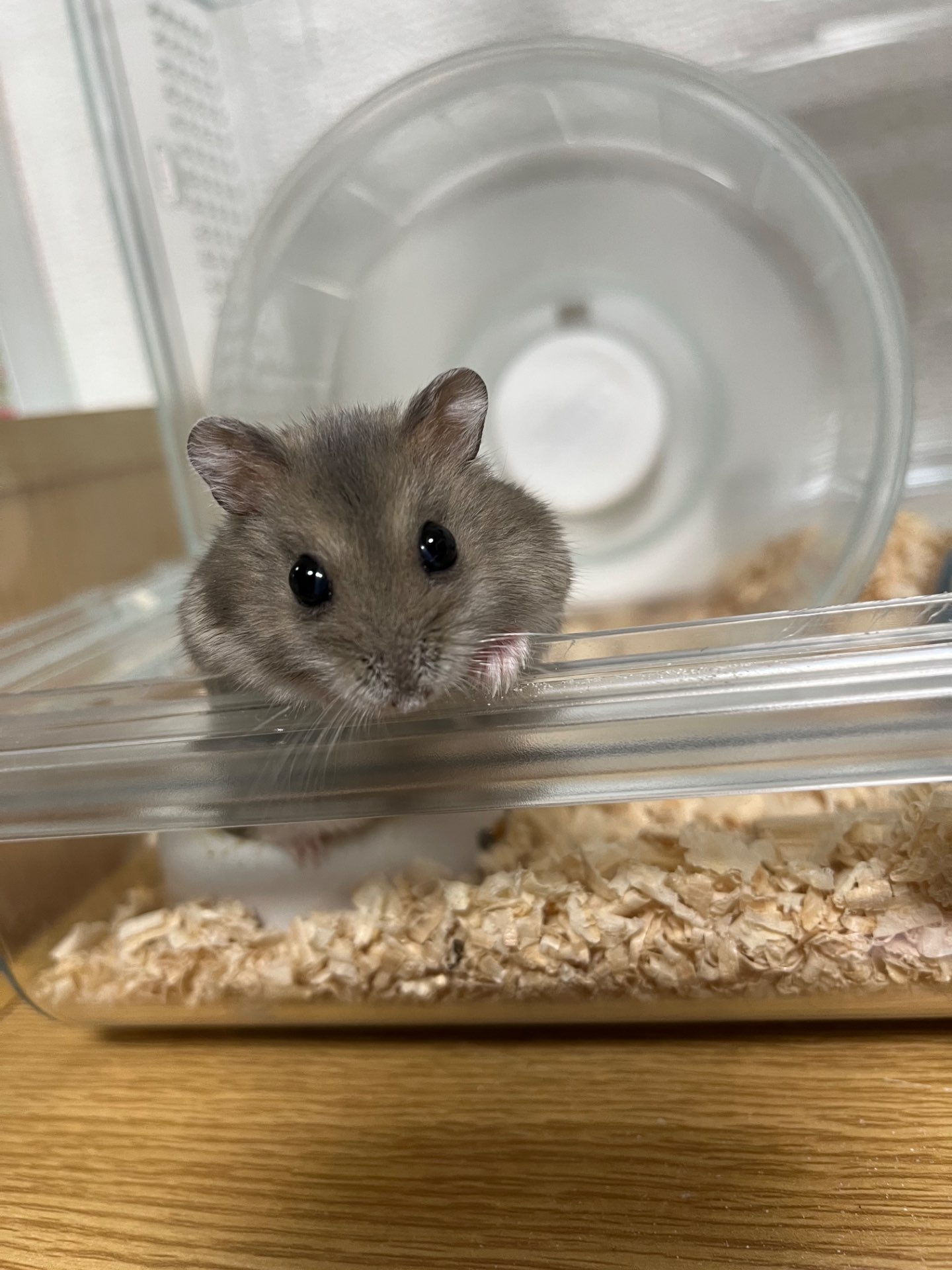 あささんのプロフィール画像