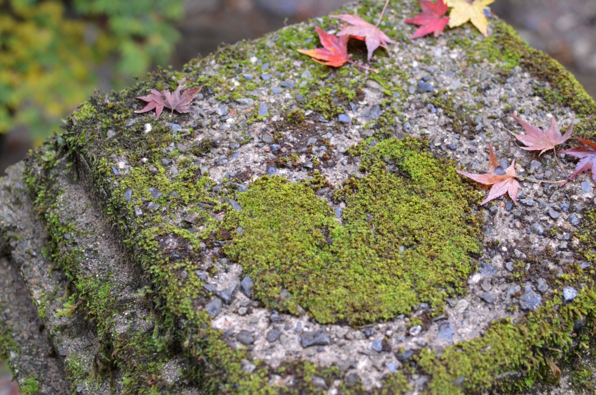 おんさんのプロフィール画像