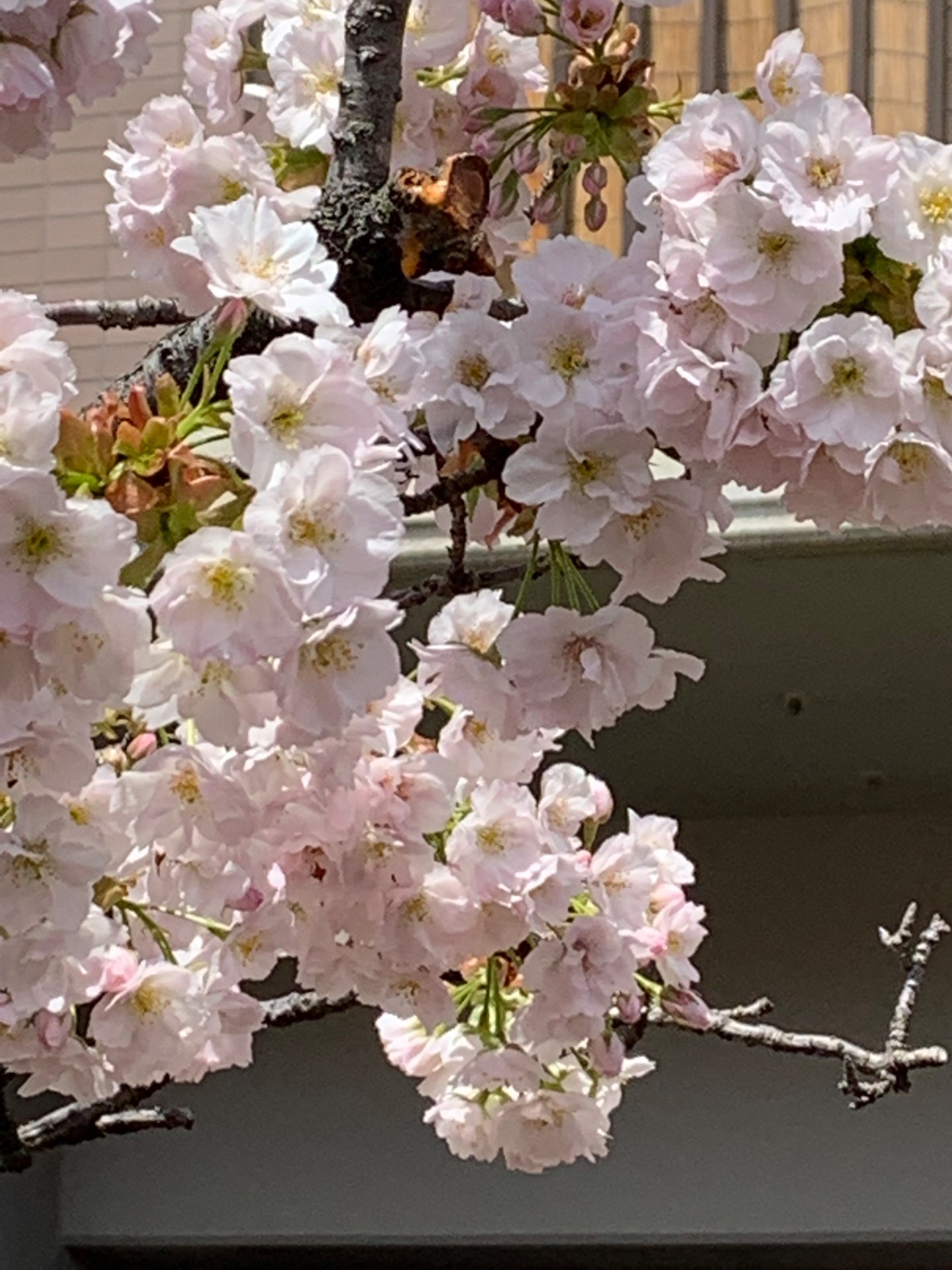 ゆーきさんのプロフィール画像