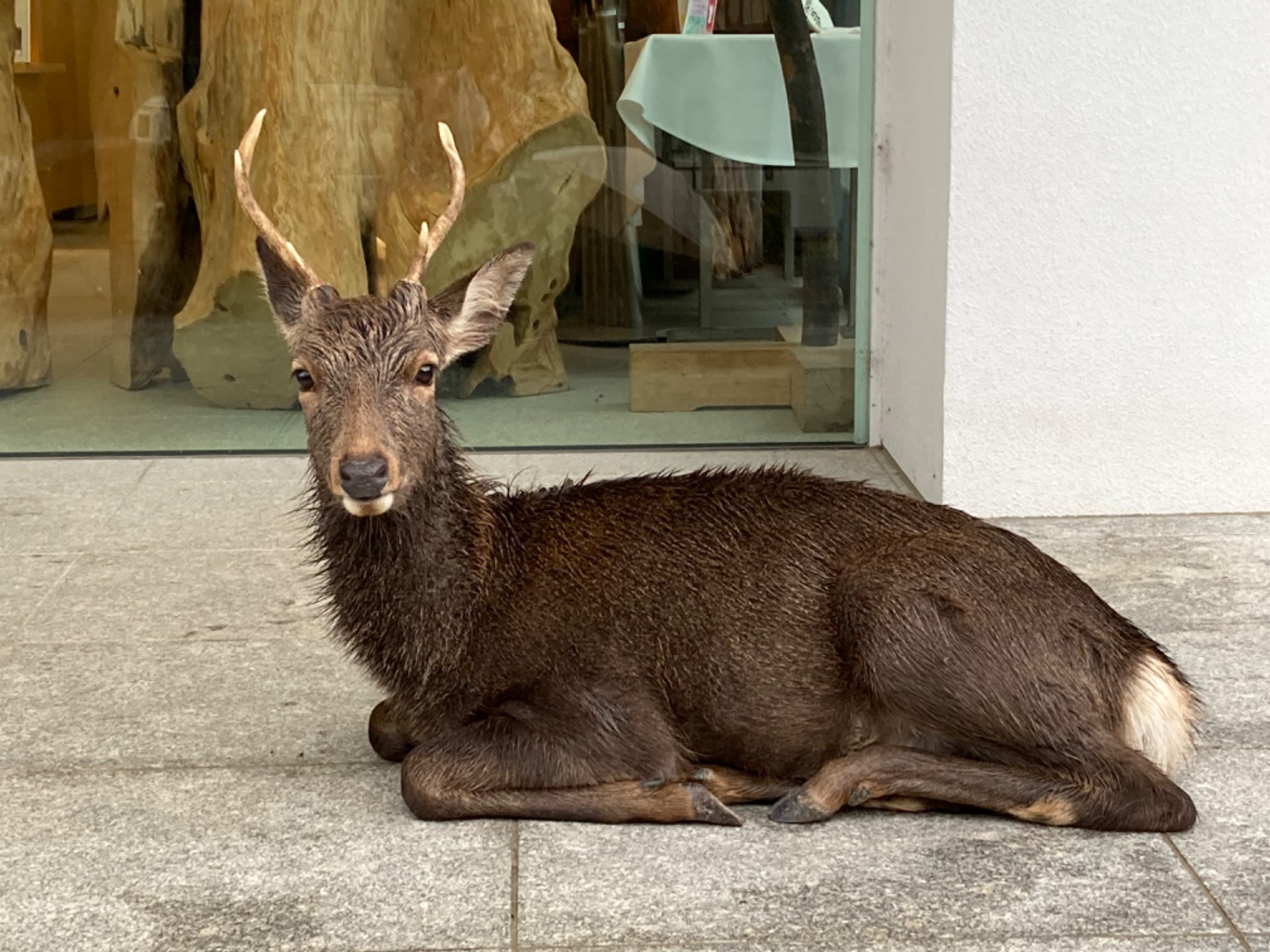 アッコ356さんのプロフィール画像