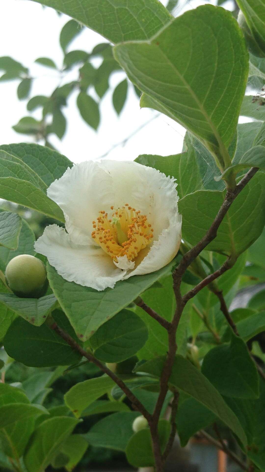 沙羅双樹の花さんのプロフィール画像