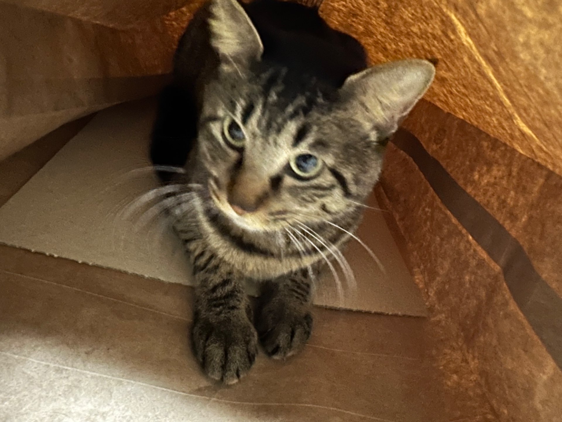 肉球ちゃんさんのプロフィール画像