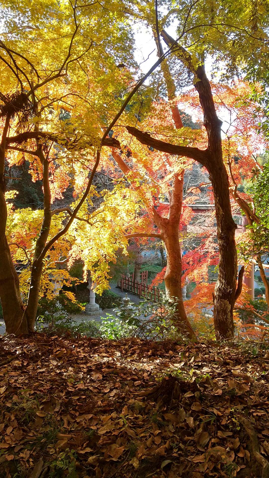 のびたさんのプロフィール画像