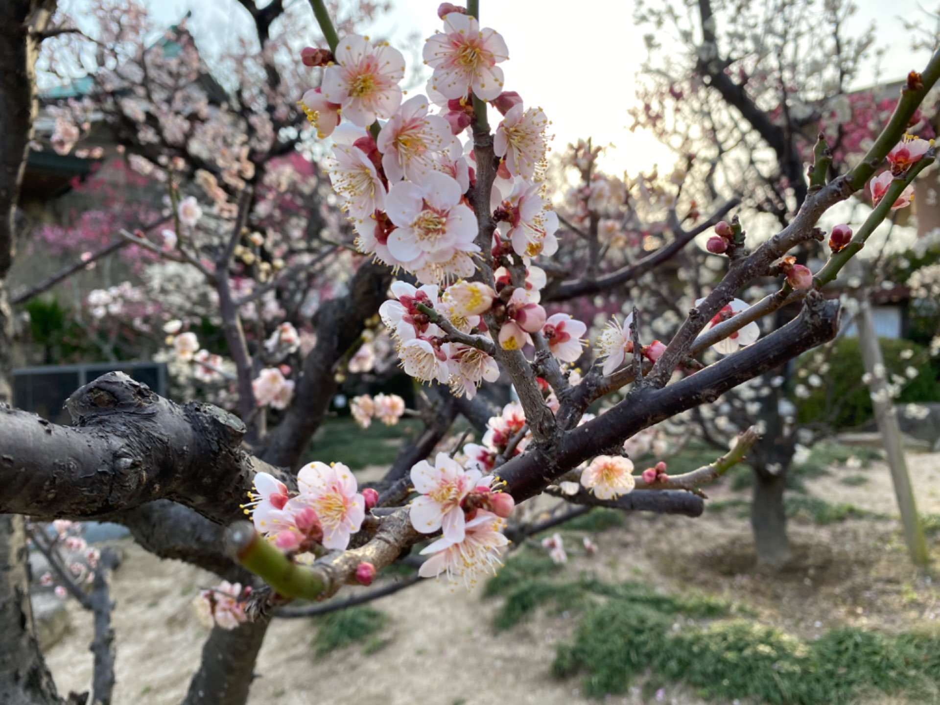 Makotoさんのプロフィール画像