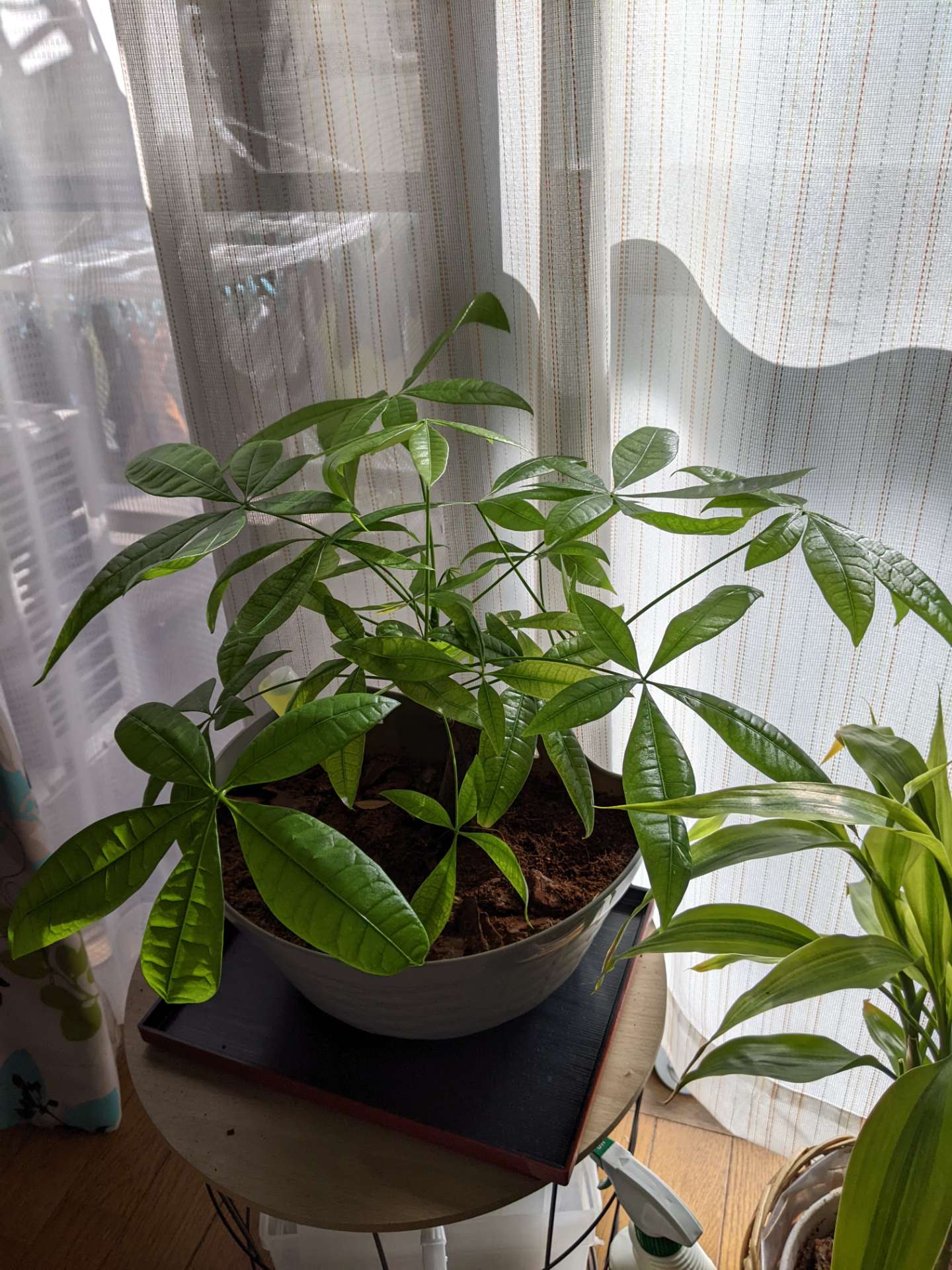 かーなさんのプロフィール画像