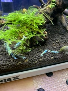 shi-chanさんのプロフィール画像