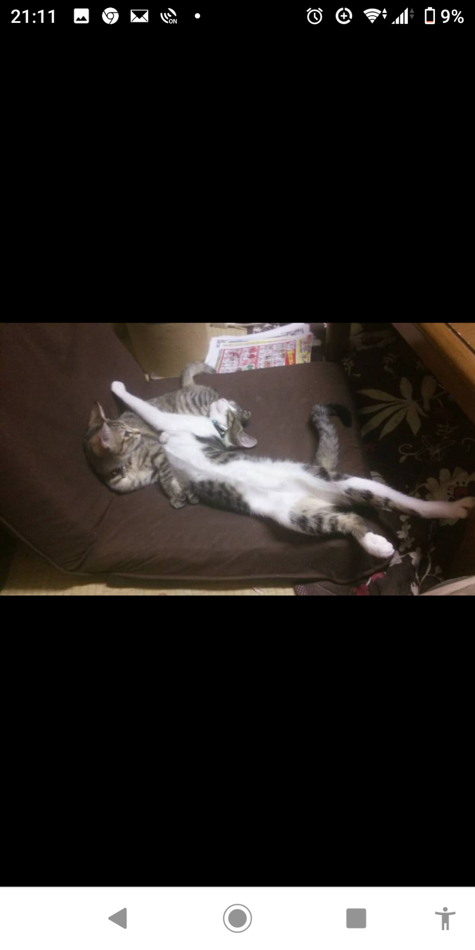 ねここしゃんさんのプロフィール画像