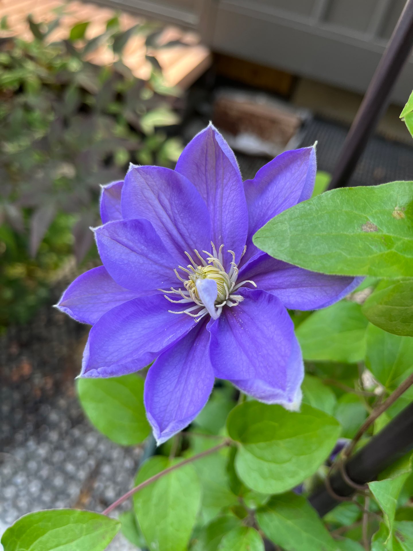 くまちゃんさんのプロフィール画像