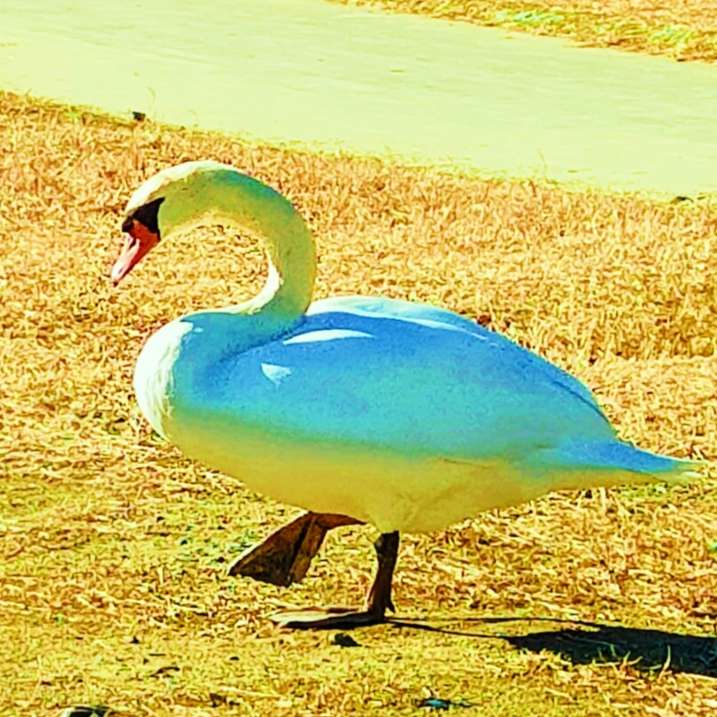 ダイコンさんのプロフィール画像