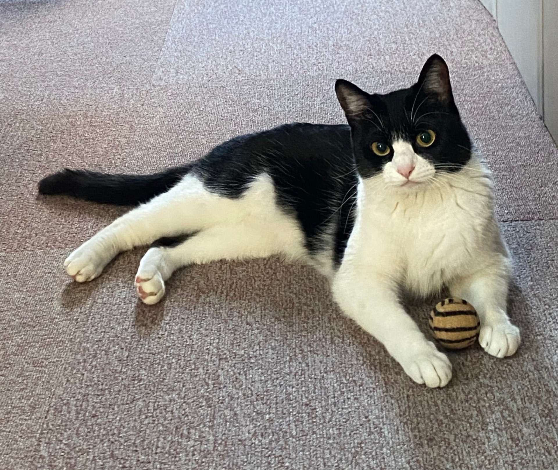 まるりんさんのプロフィール画像