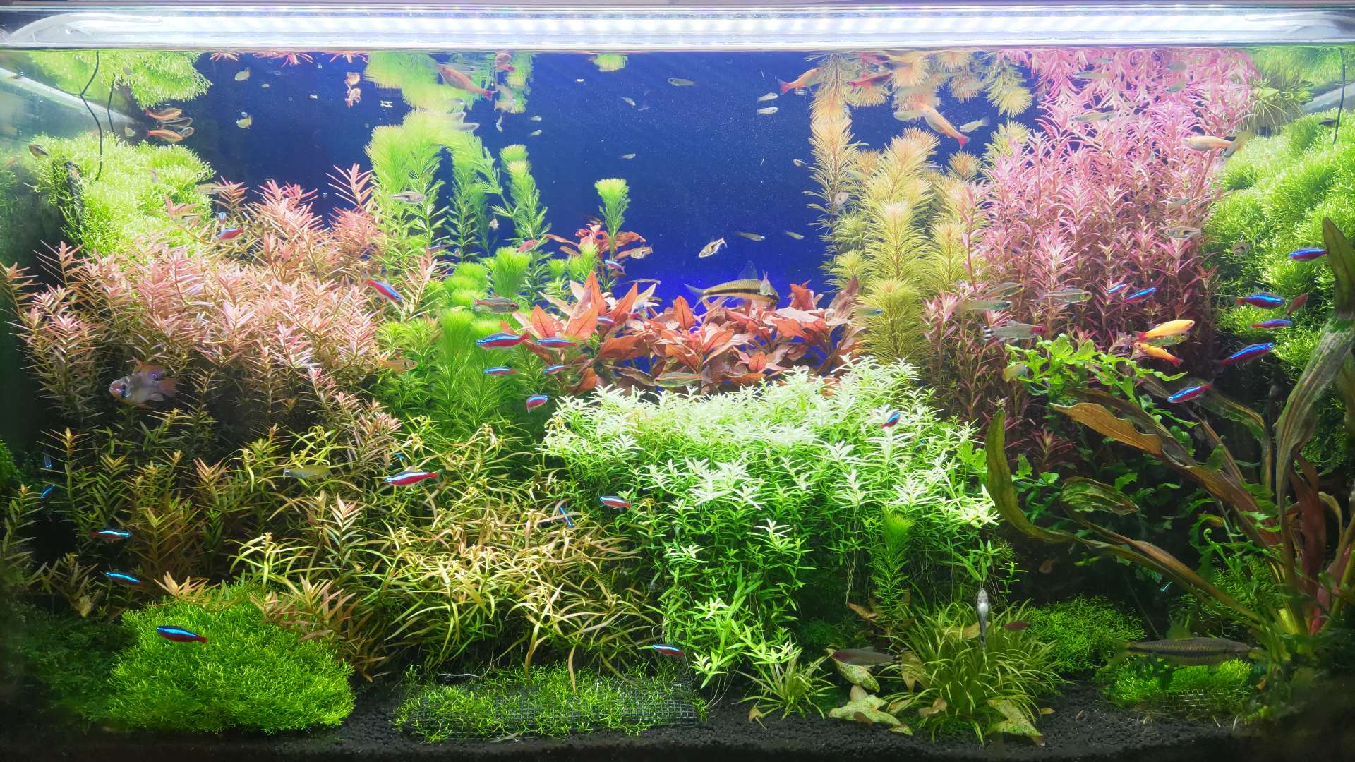 箱根の山はさんのプロフィール画像