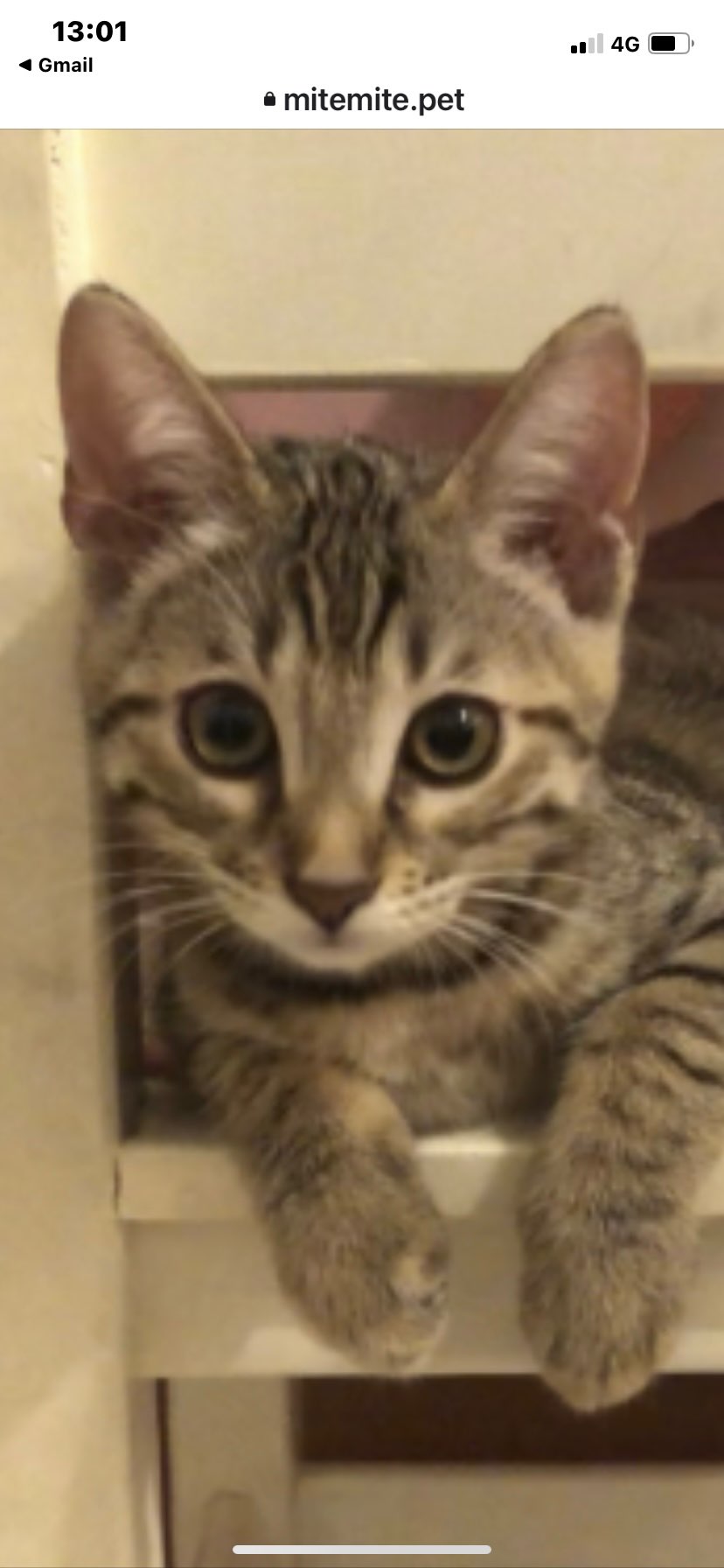 池畑知佳さんのプロフィール画像