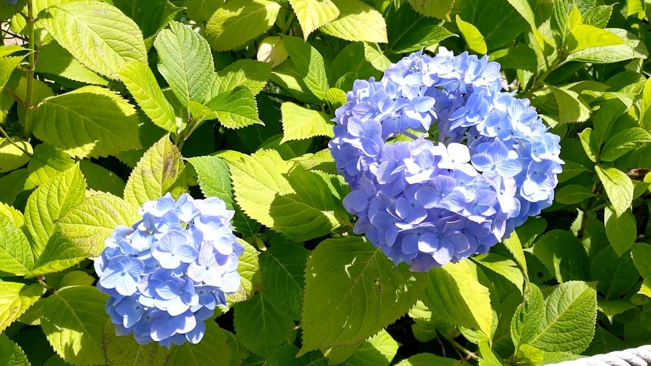 あずきさんのプロフィール画像