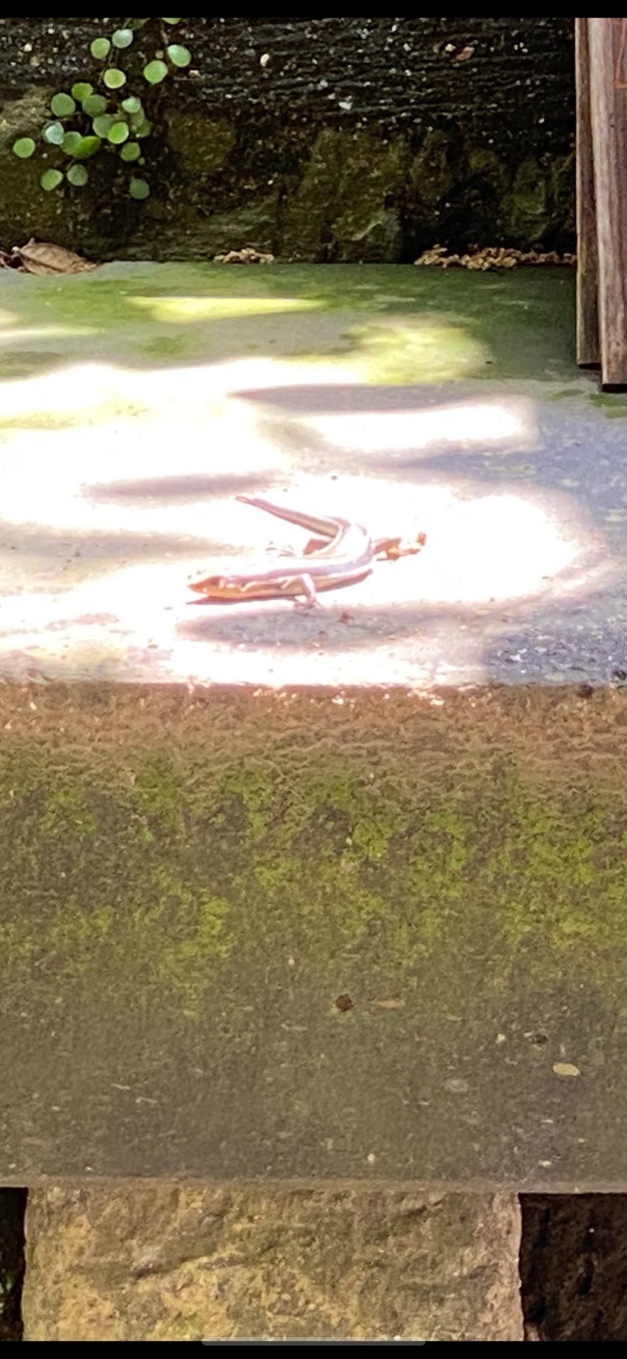 Yuuuuuさんのプロフィール画像