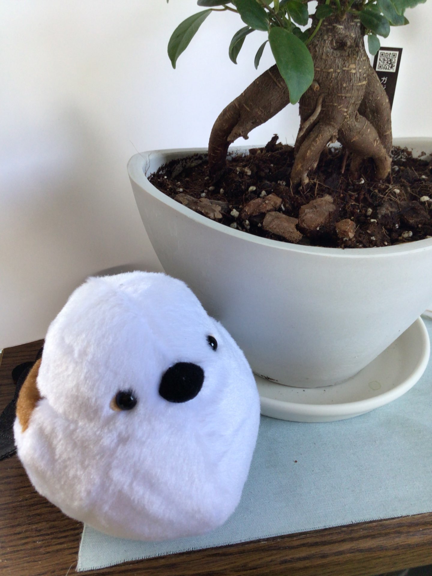 イエローバスさんのプロフィール画像