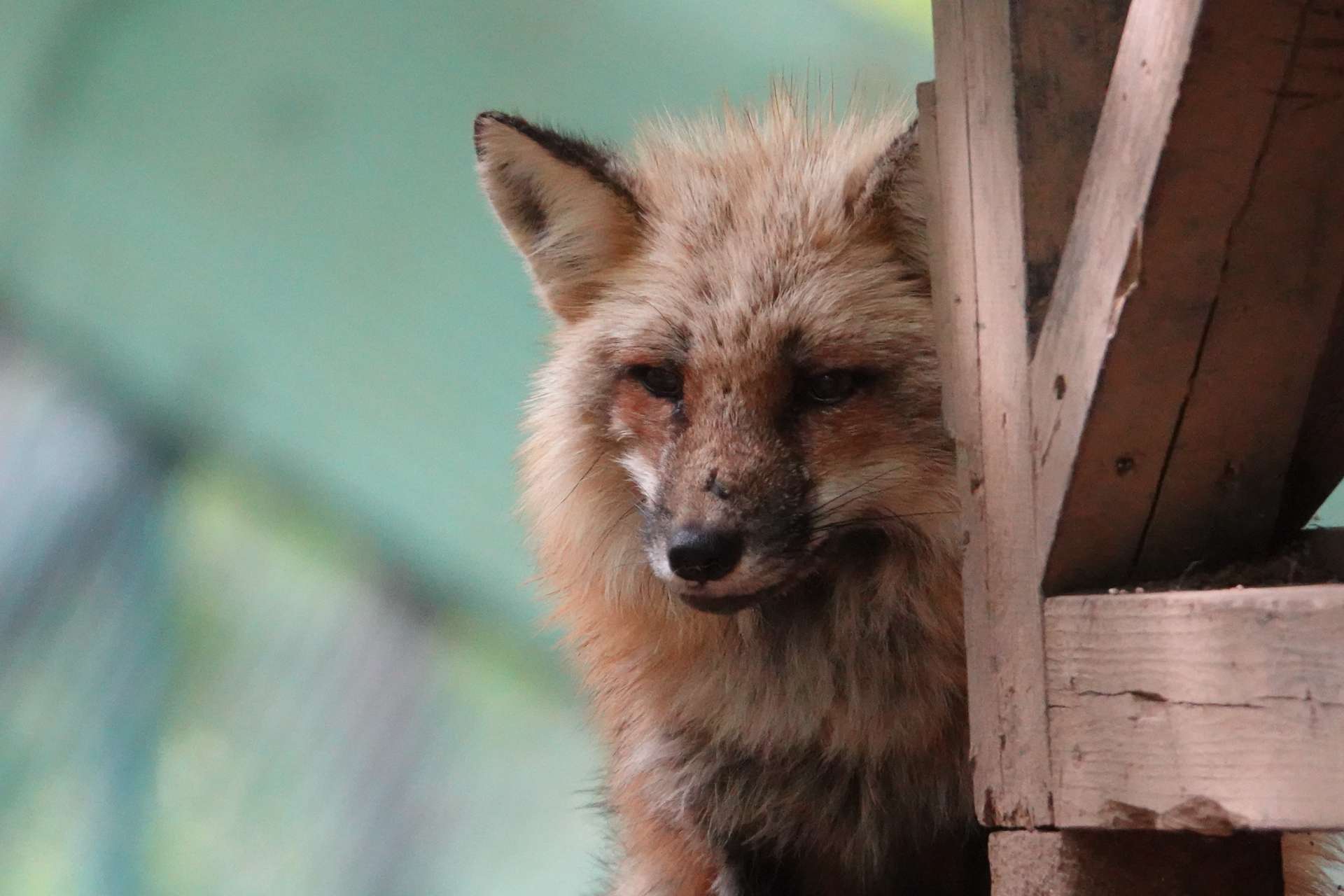 ナケナシノカミさんのプロフィール画像