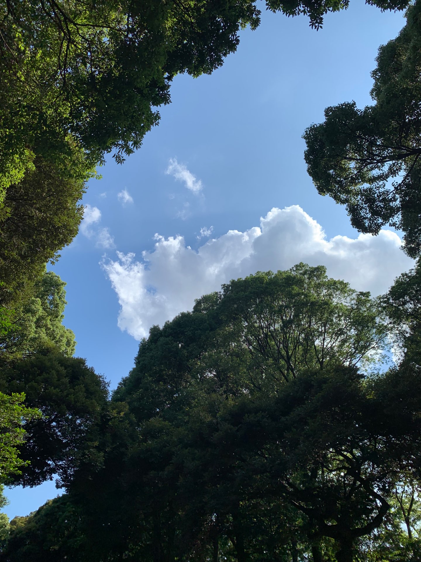 凛さんのプロフィール画像