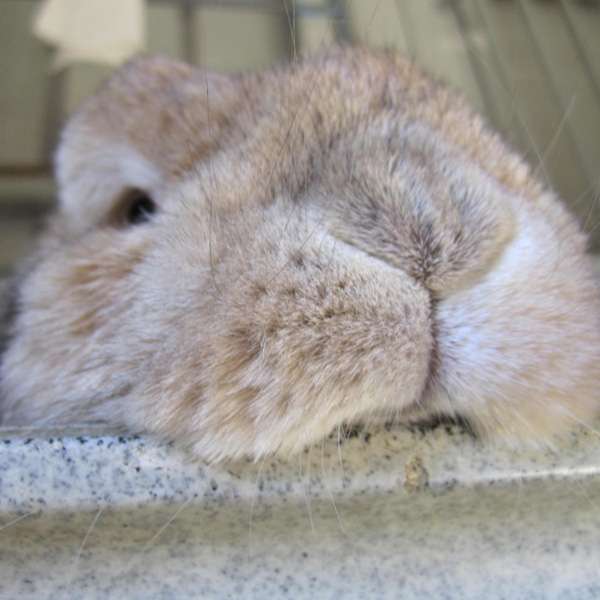 神道大教大和八幡神社さんのプロフィール画像