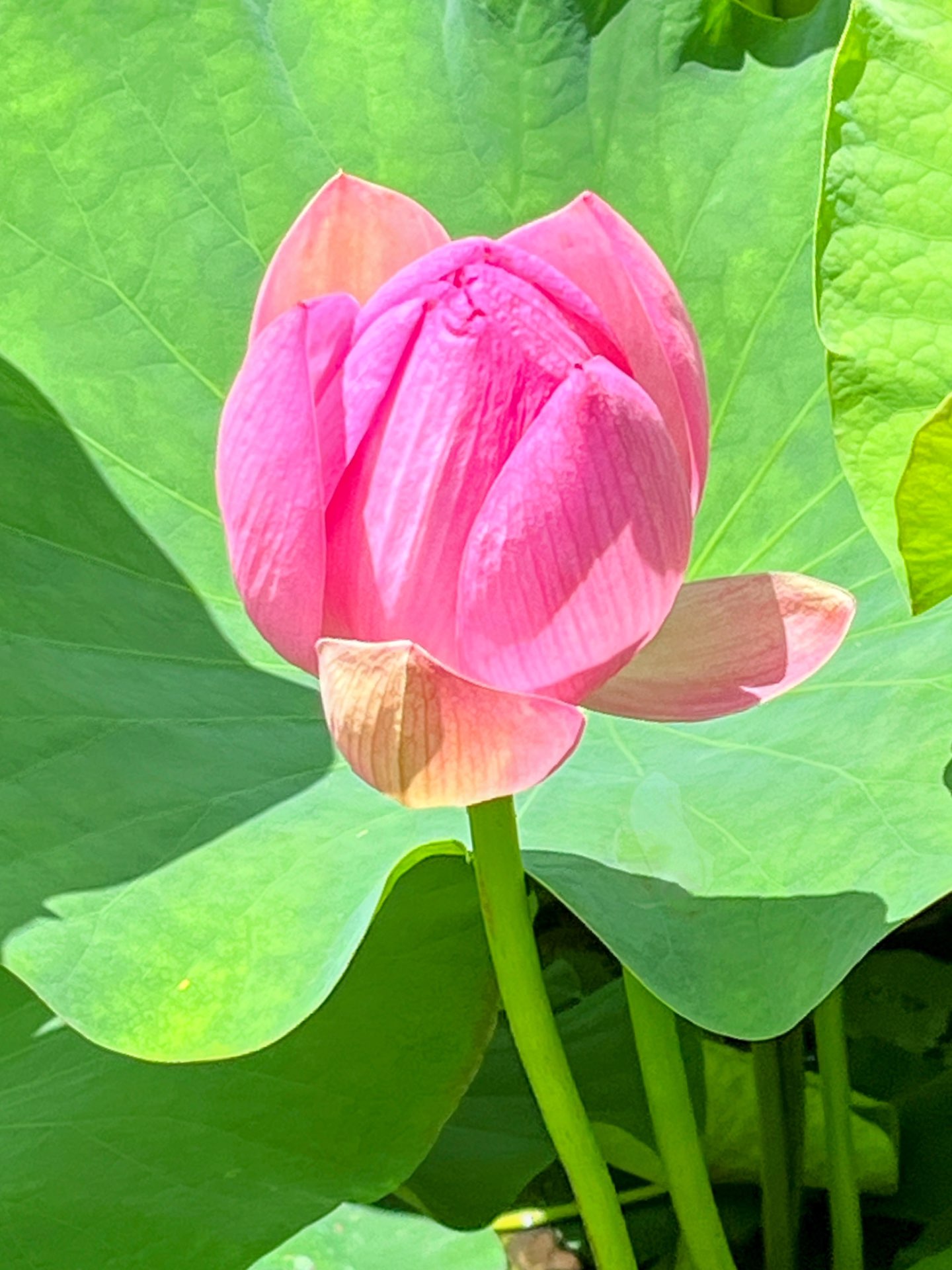 おちょこさんのプロフィール画像