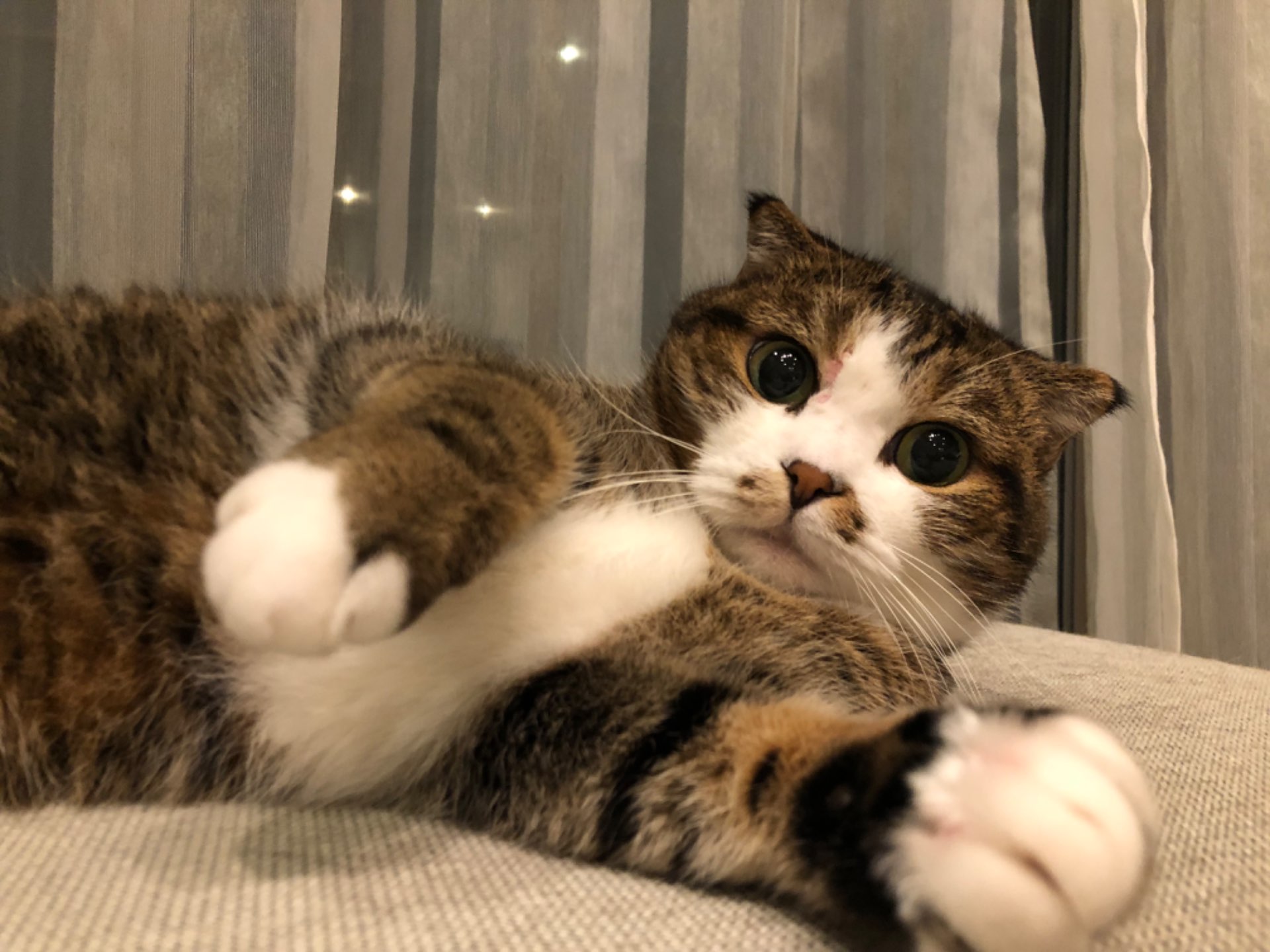 あつおさんのプロフィール画像