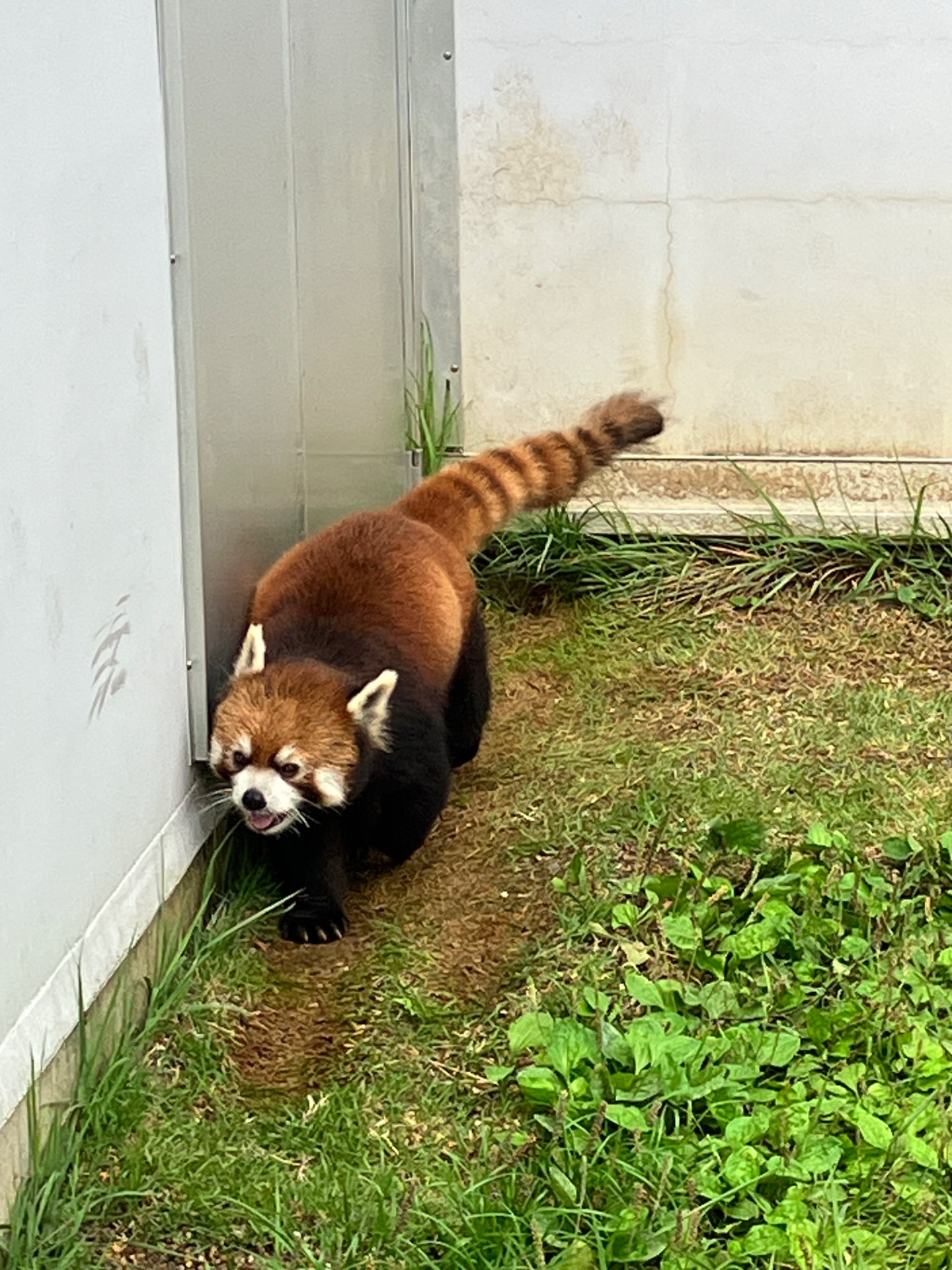 としにゃんさんのプロフィール画像