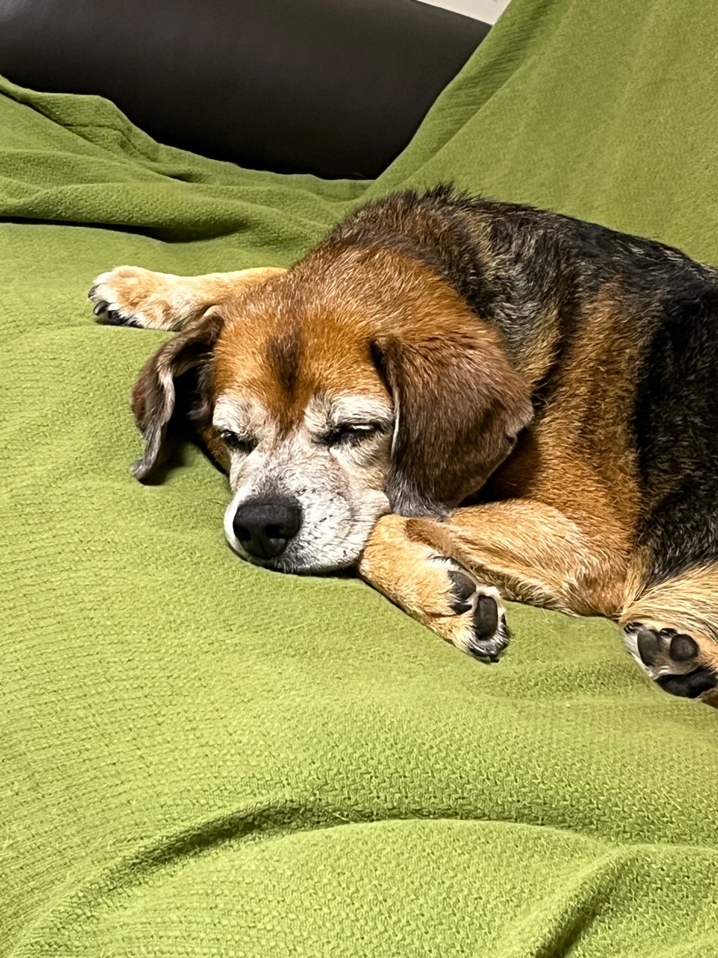 マツケンサンバさんのプロフィール画像