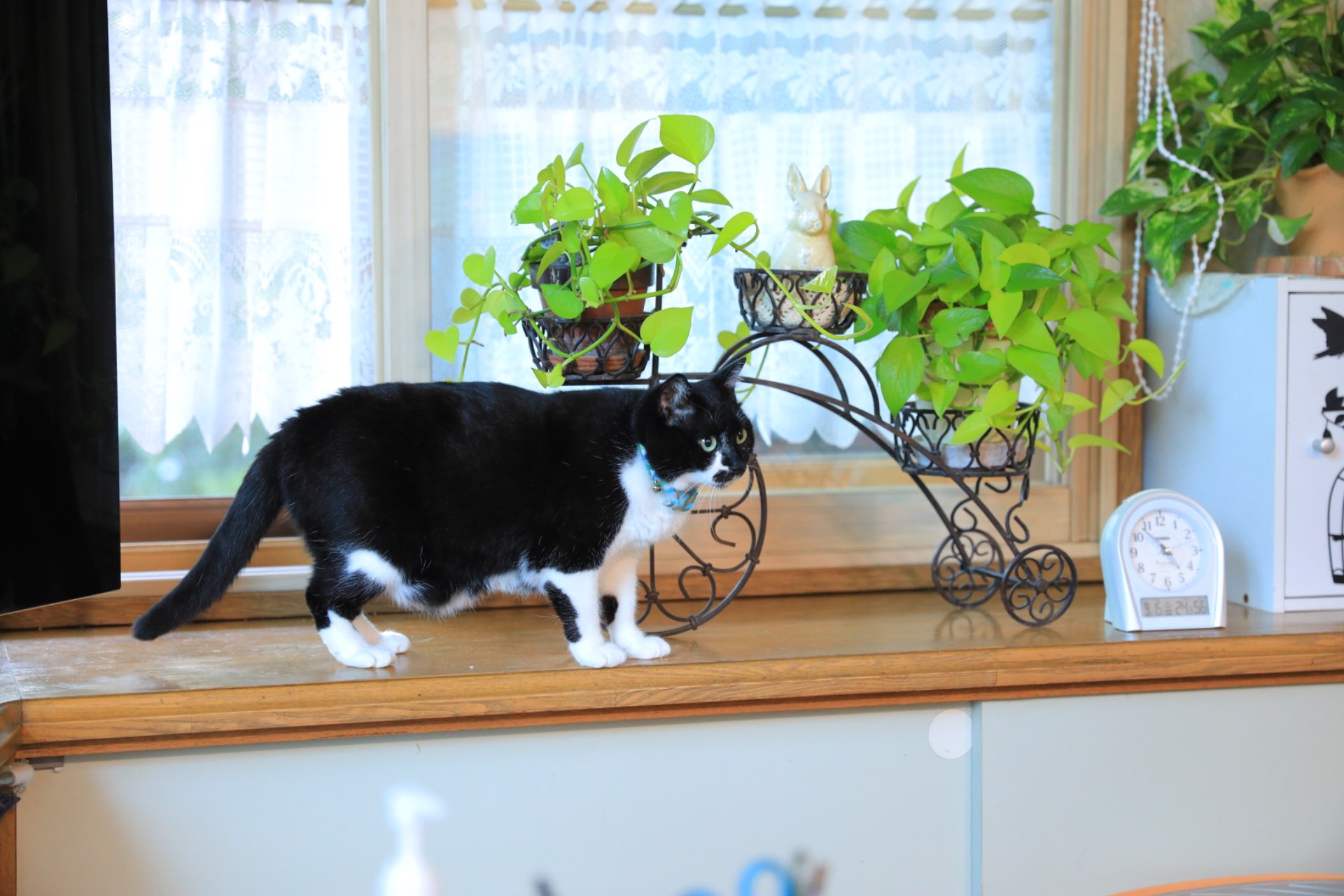 びくさんのプロフィール画像