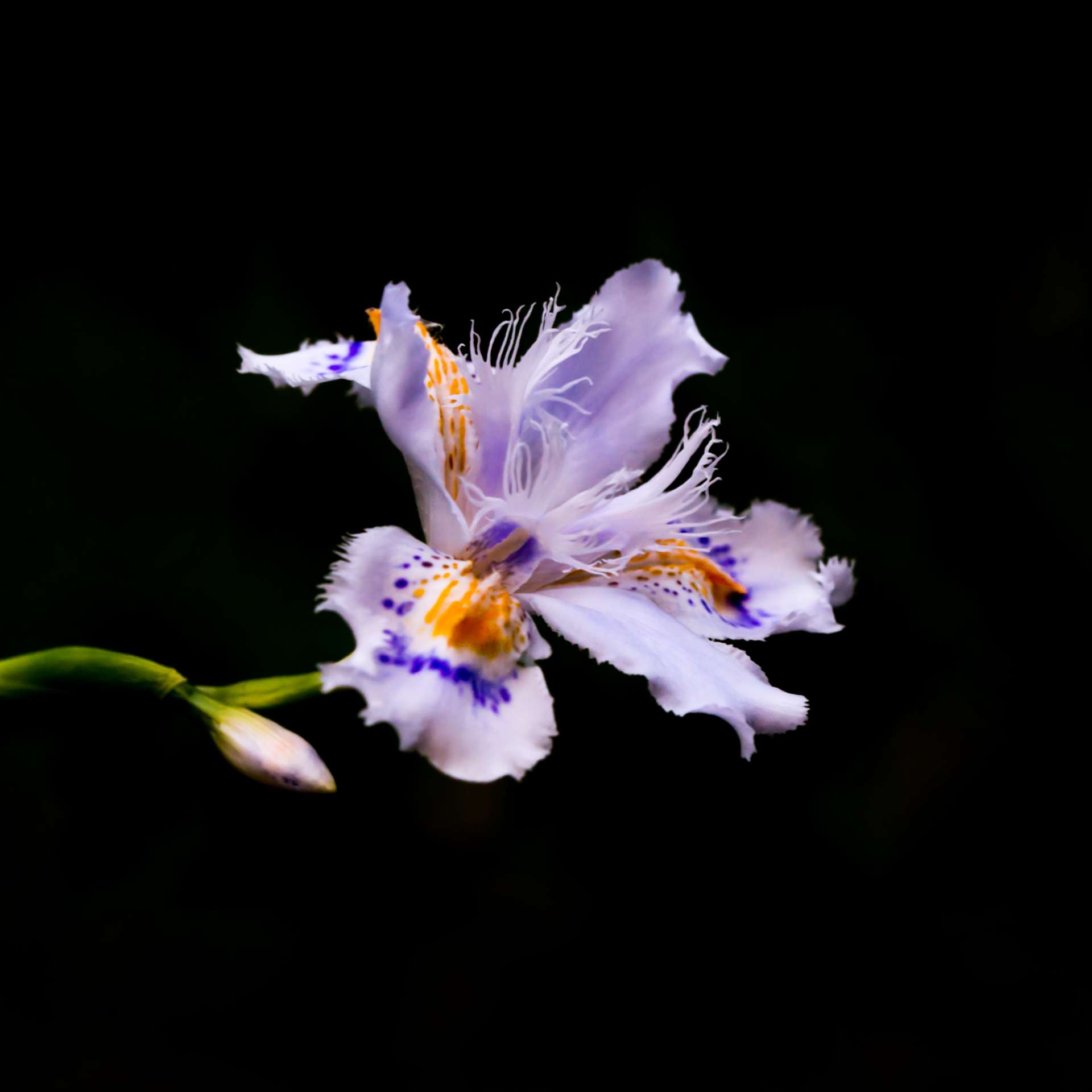 Koh Satoさんのプロフィール画像