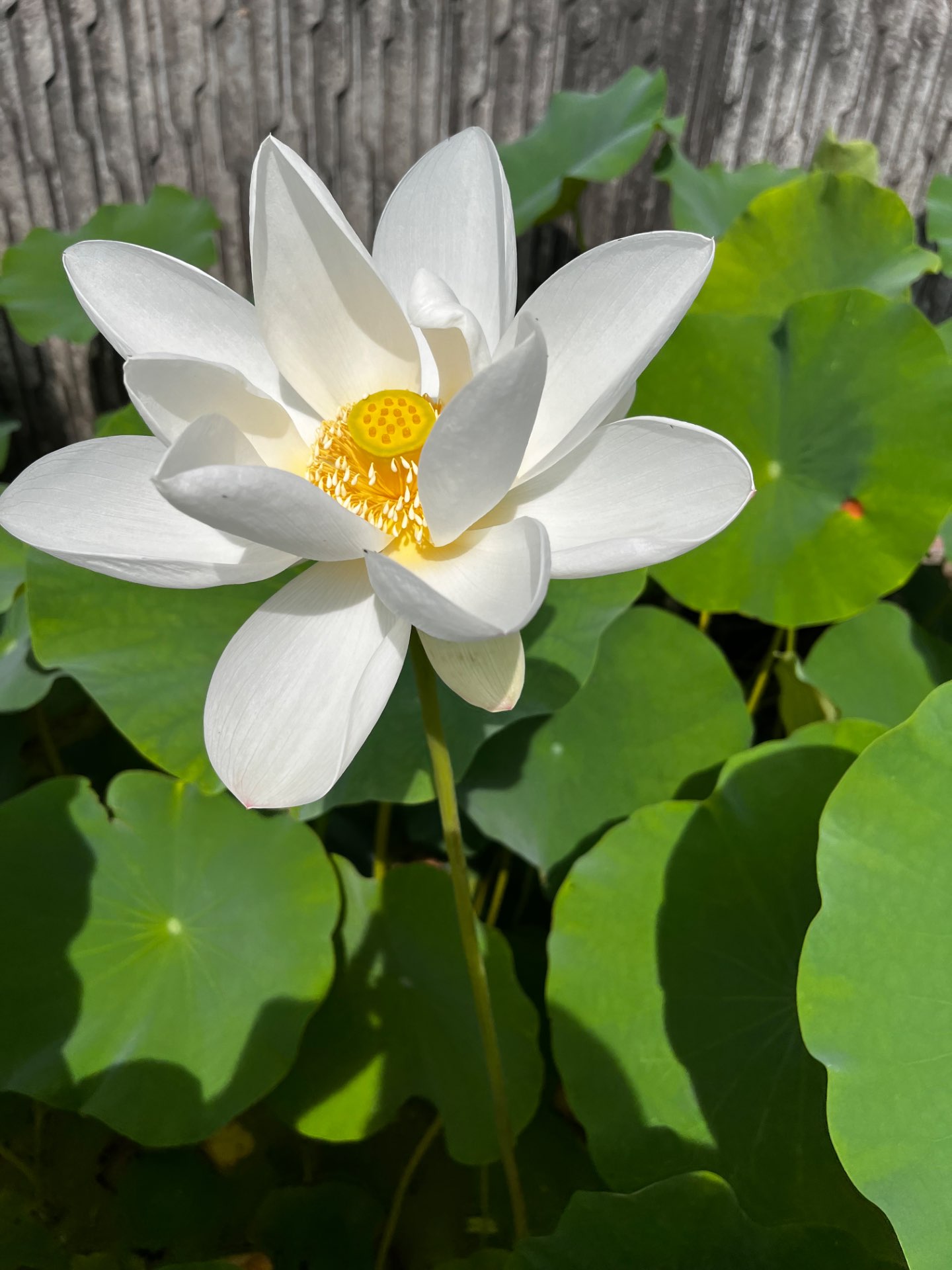 光明寺【公式】さんのプロフィール画像