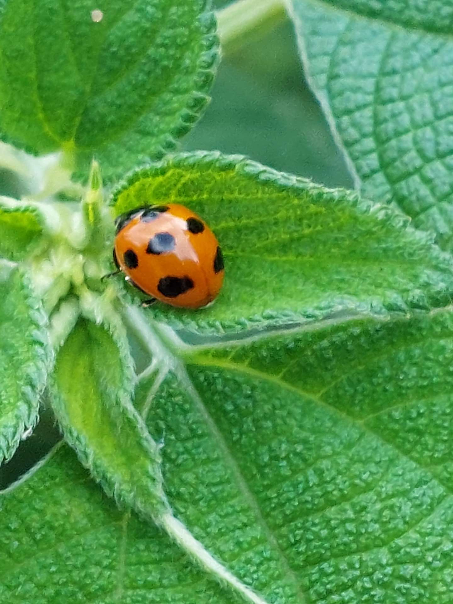 おじょうのははさんのプロフィール画像