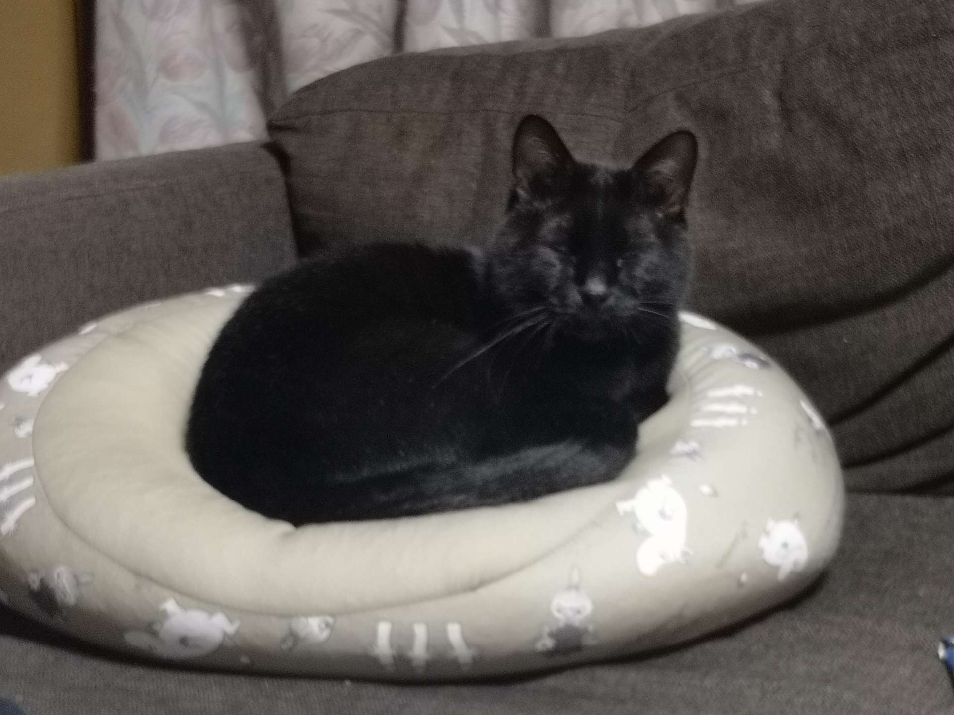 いくっち(ΦωΦ)さんのプロフィール画像