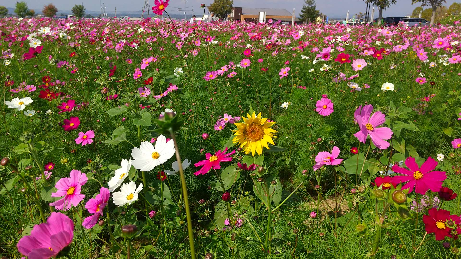 たけのこの山さんのプロフィール画像