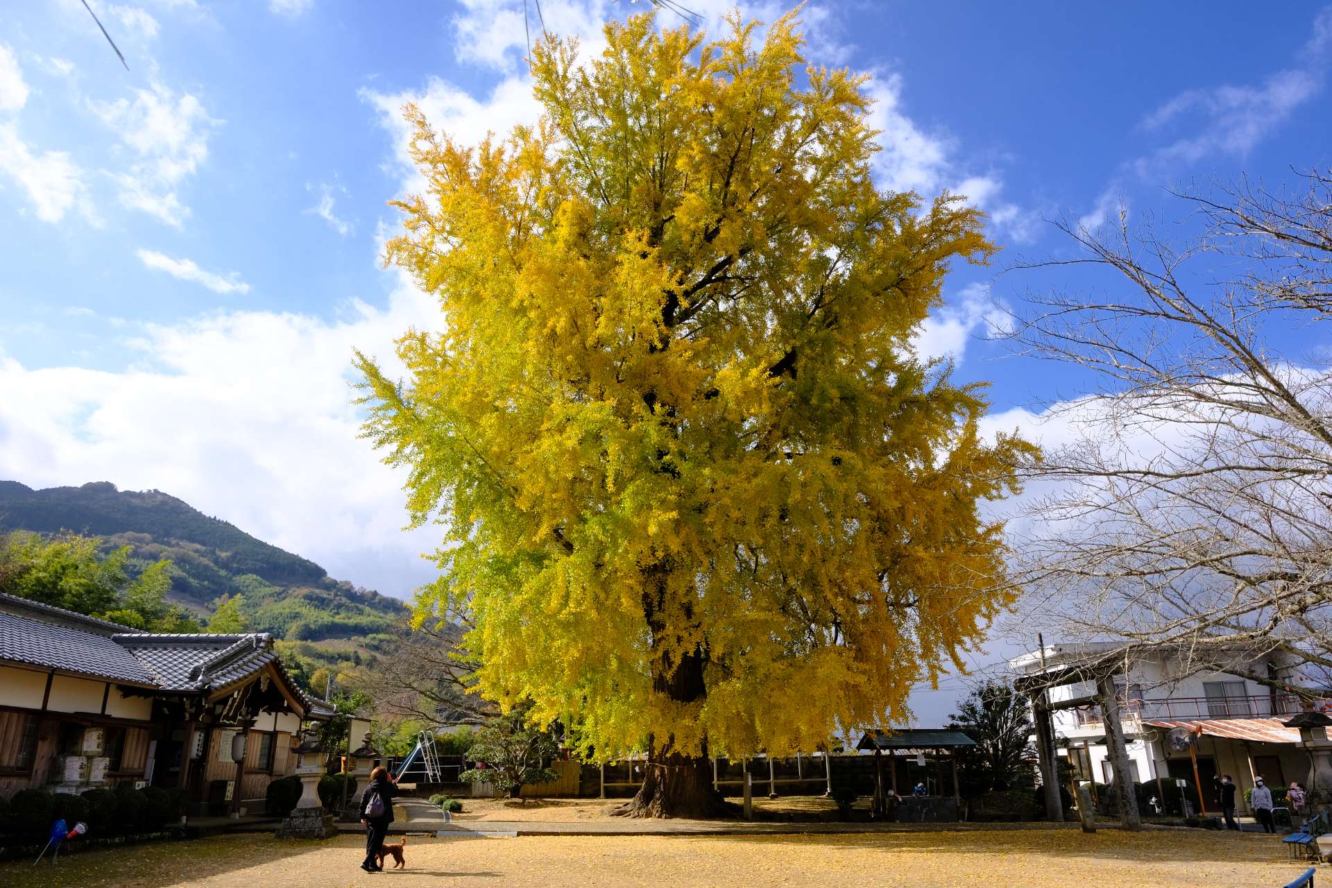 としさんのプロフィール画像