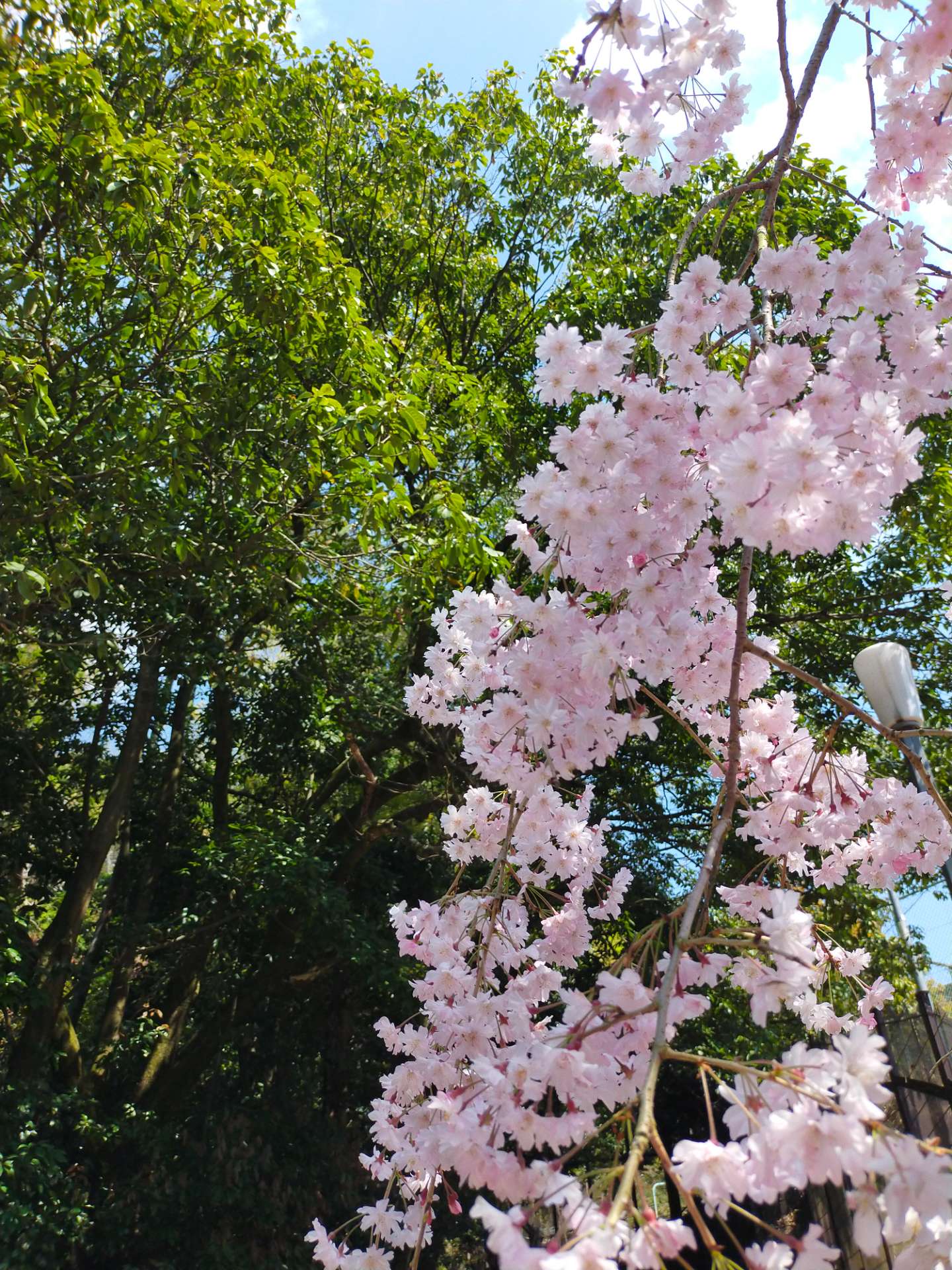 なつみかんさんのプロフィール画像