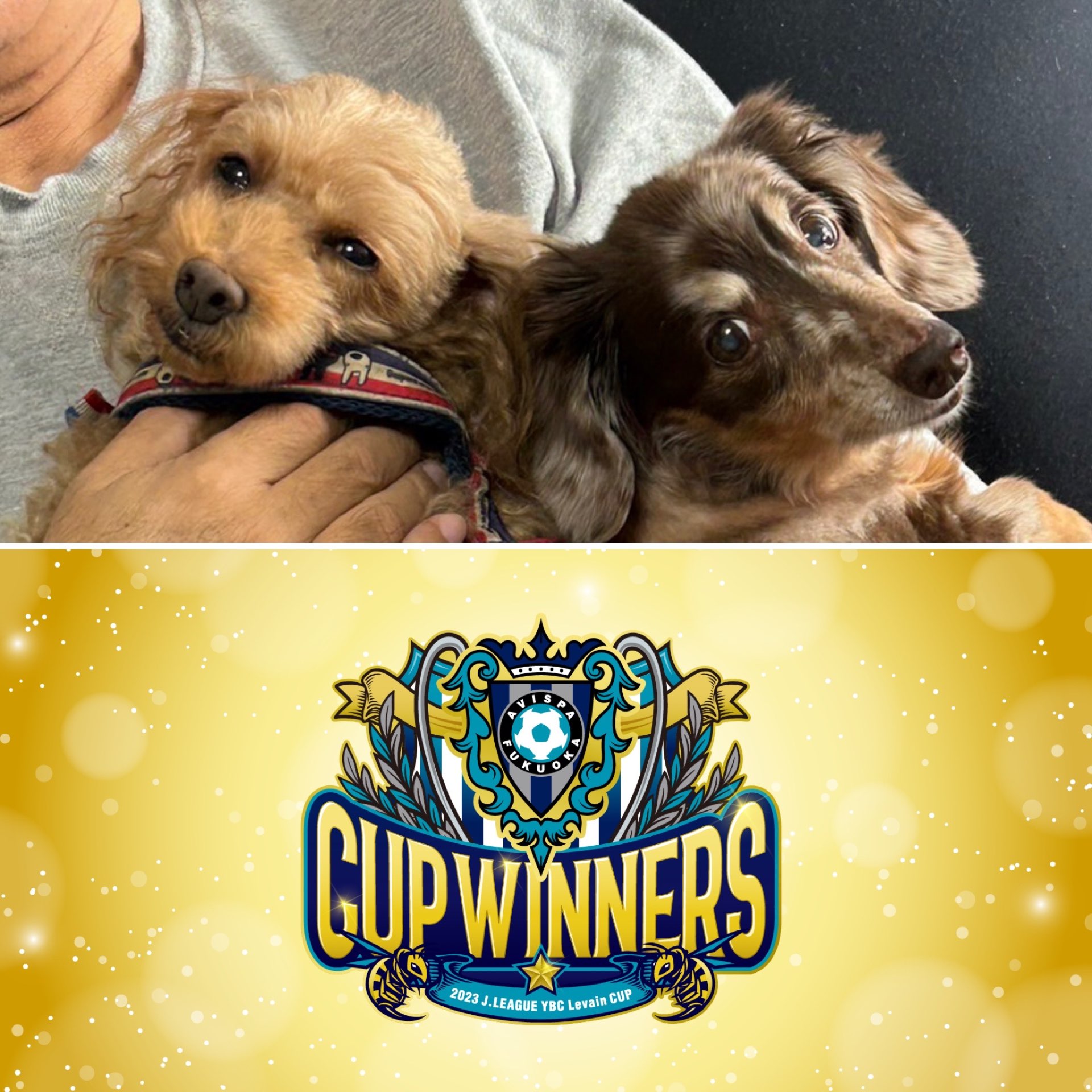 love-avispa12🐝⚽️⭐️さんのプロフィール画像