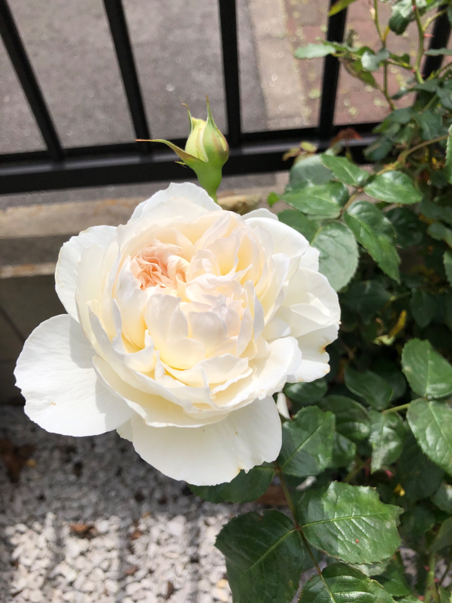 ほさんのプロフィール画像