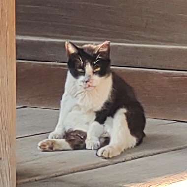 おてらねこさんのプロフィール画像