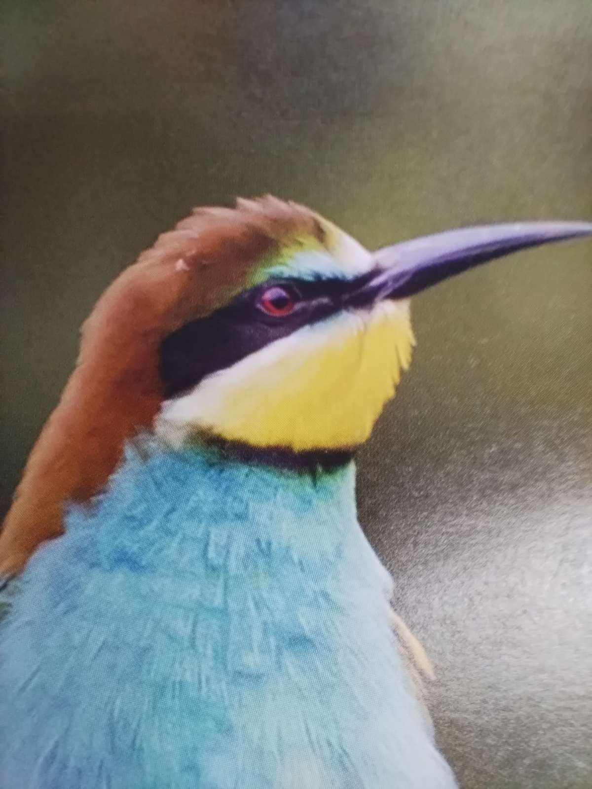 モッキンバードさんのプロフィール画像