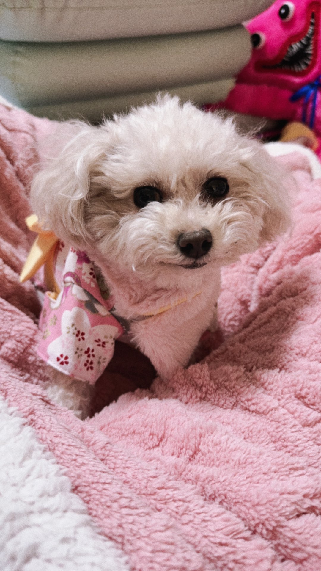 きなこさんのプロフィール画像