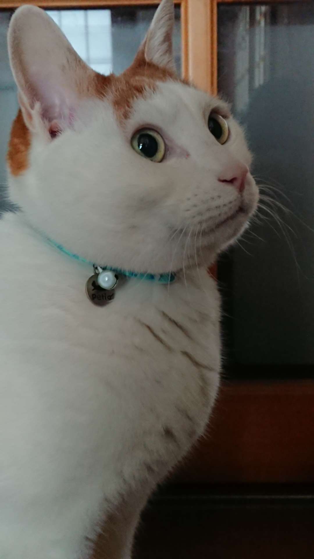 猫さんのプロフィール画像